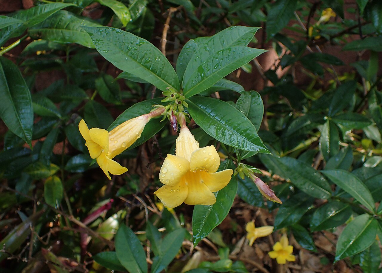 Bush allamanda (Allamanda schottii) flowers
