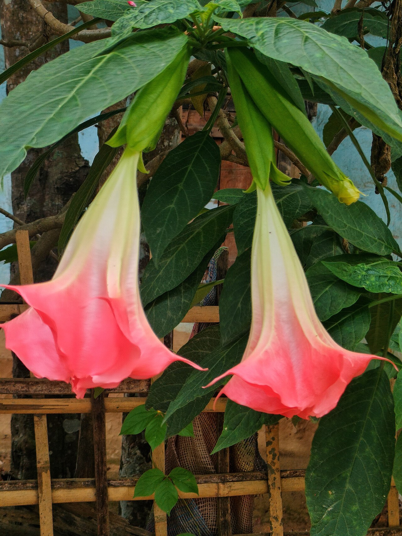 Angel's trumpet (Brugmansia) hanging blooms