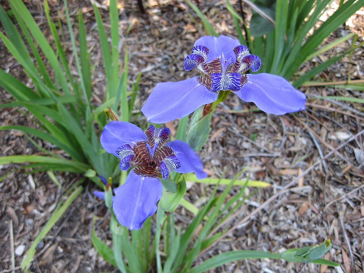 Apostle's iris (Neomarica caerulea) blue flowers