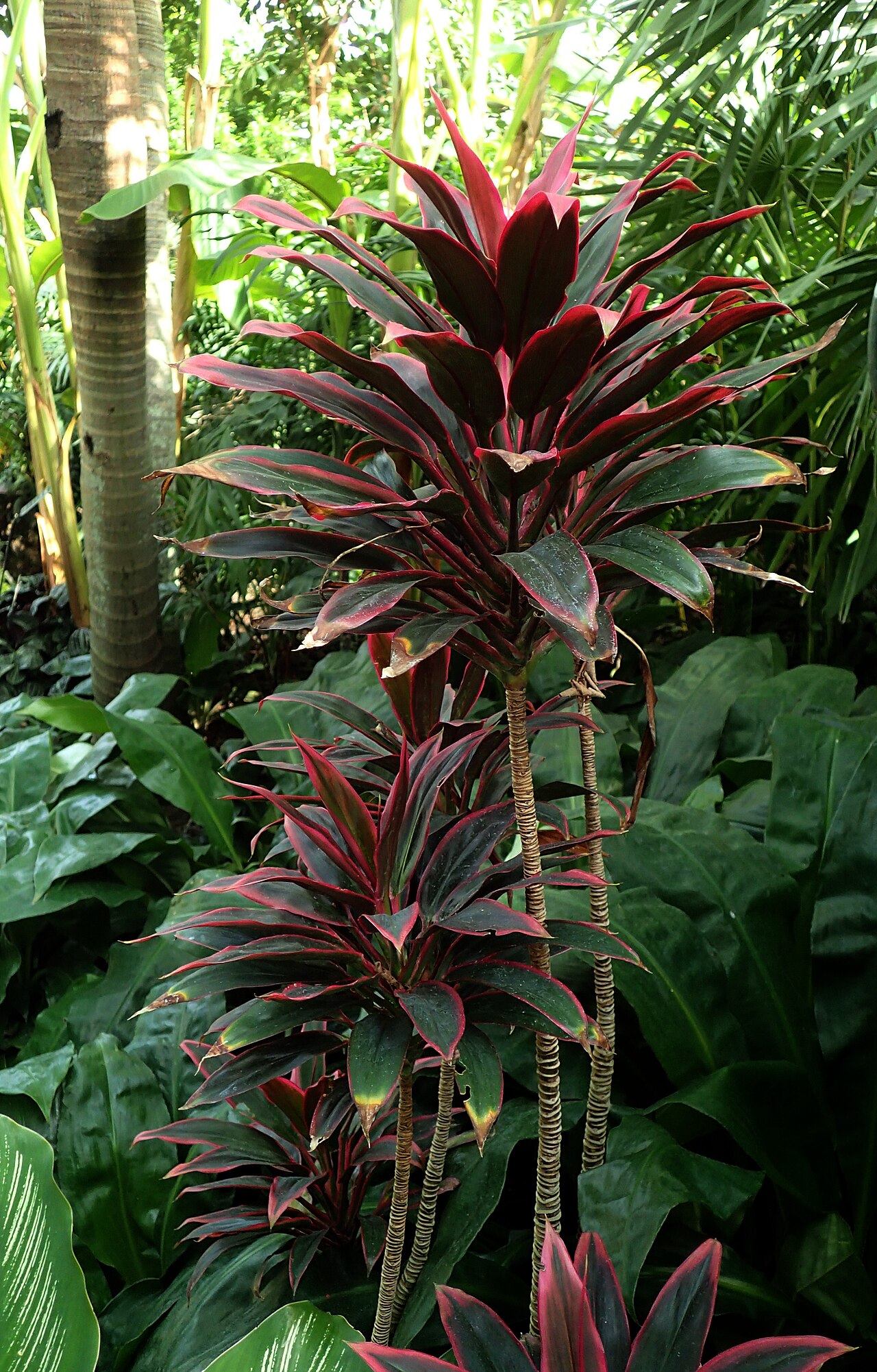 Dark maroon Ti plant (Cordyline fruticosa)