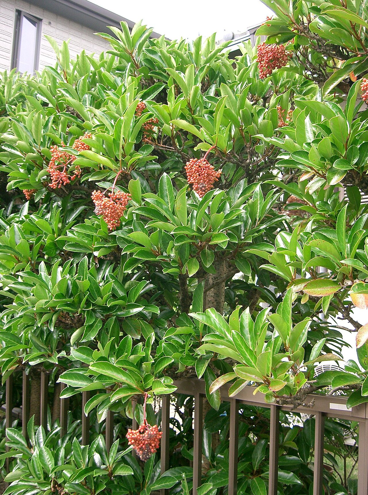 Awabuki viburnum glossy foliage