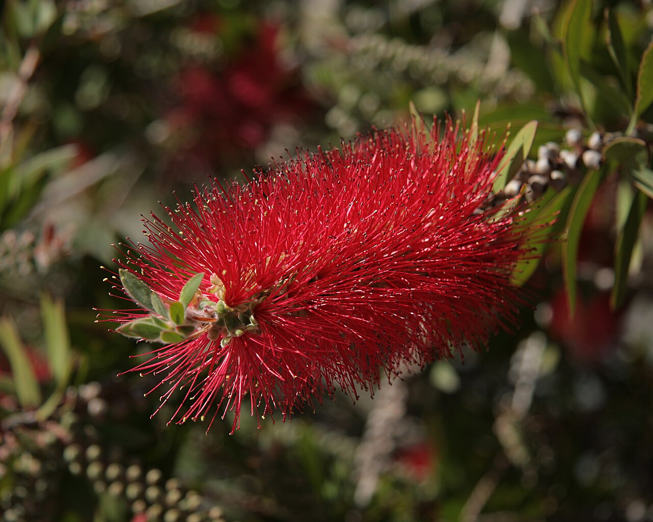 Red bottlebrush (Callistemon citrinus) flower