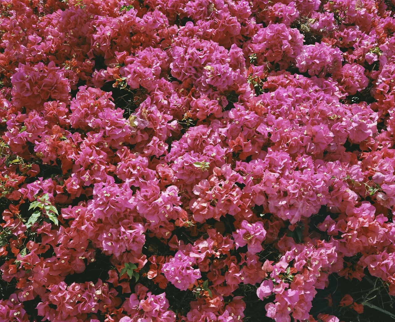 Hot pink bougainvillea flowers