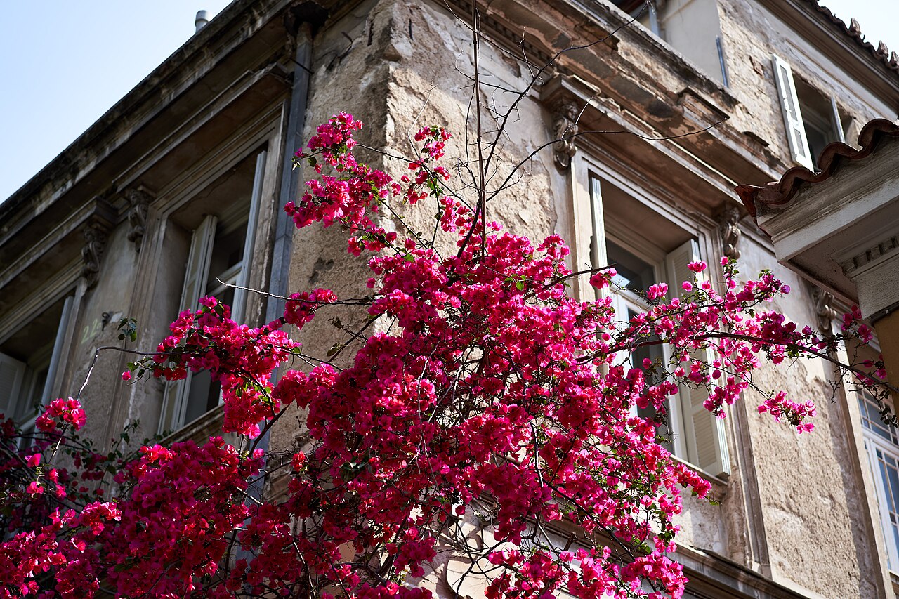 Bougainvillea trained as a tree in full bloom