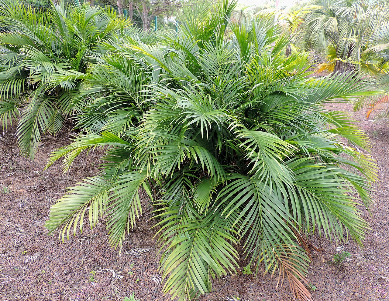 Cat palm (Chamaedorea cataractarum) clump