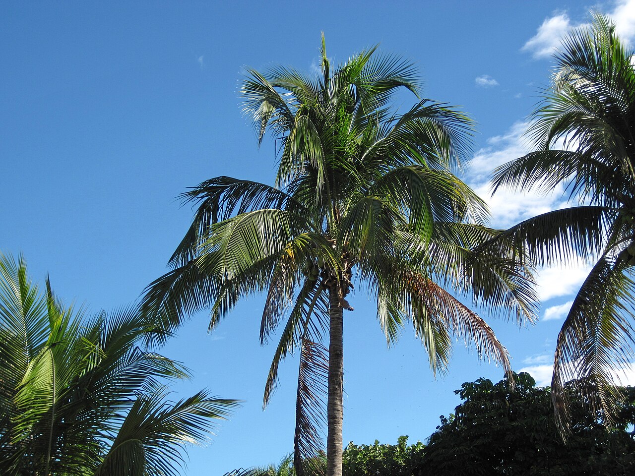 Coconut palm on Sanibel Island, Florida