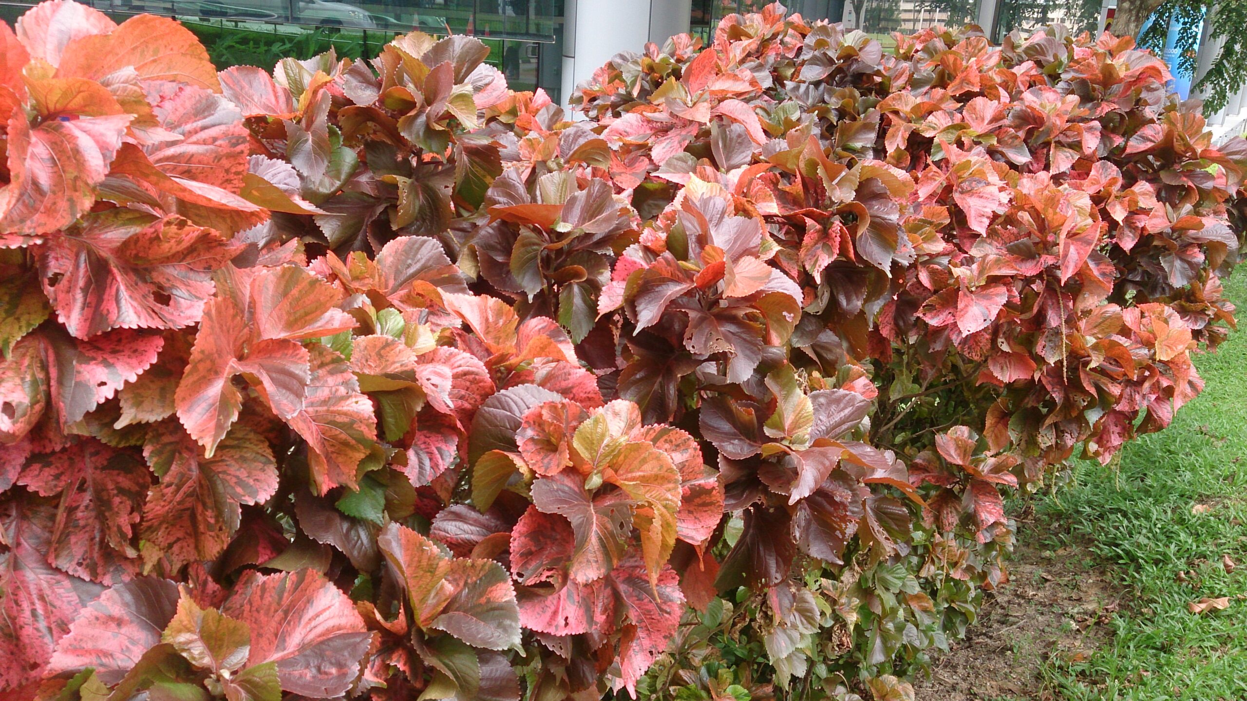Copperleaf (Acalypha wilkesiana) foliage