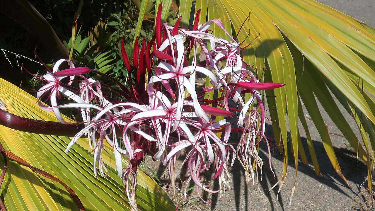 Crinum 'Queen Emma' in bloom