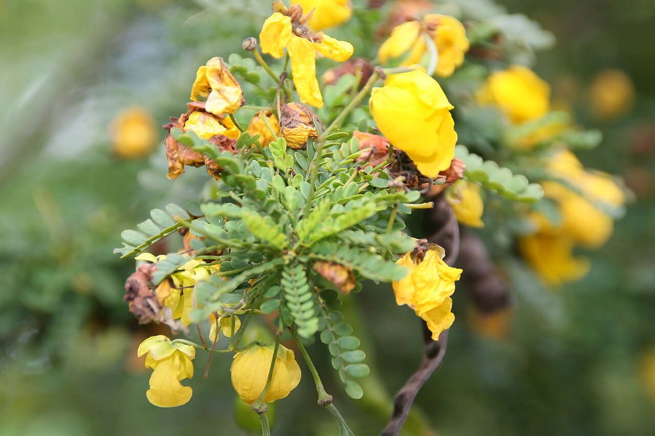 Desert cassia (Senna polyphylla) yellow flowers