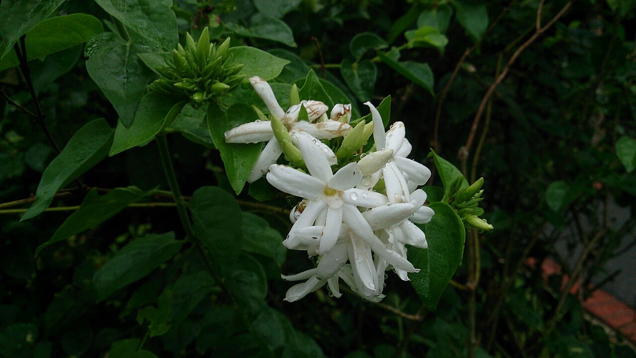 Downy jasmine (Jasminum multiflorum) white flowers