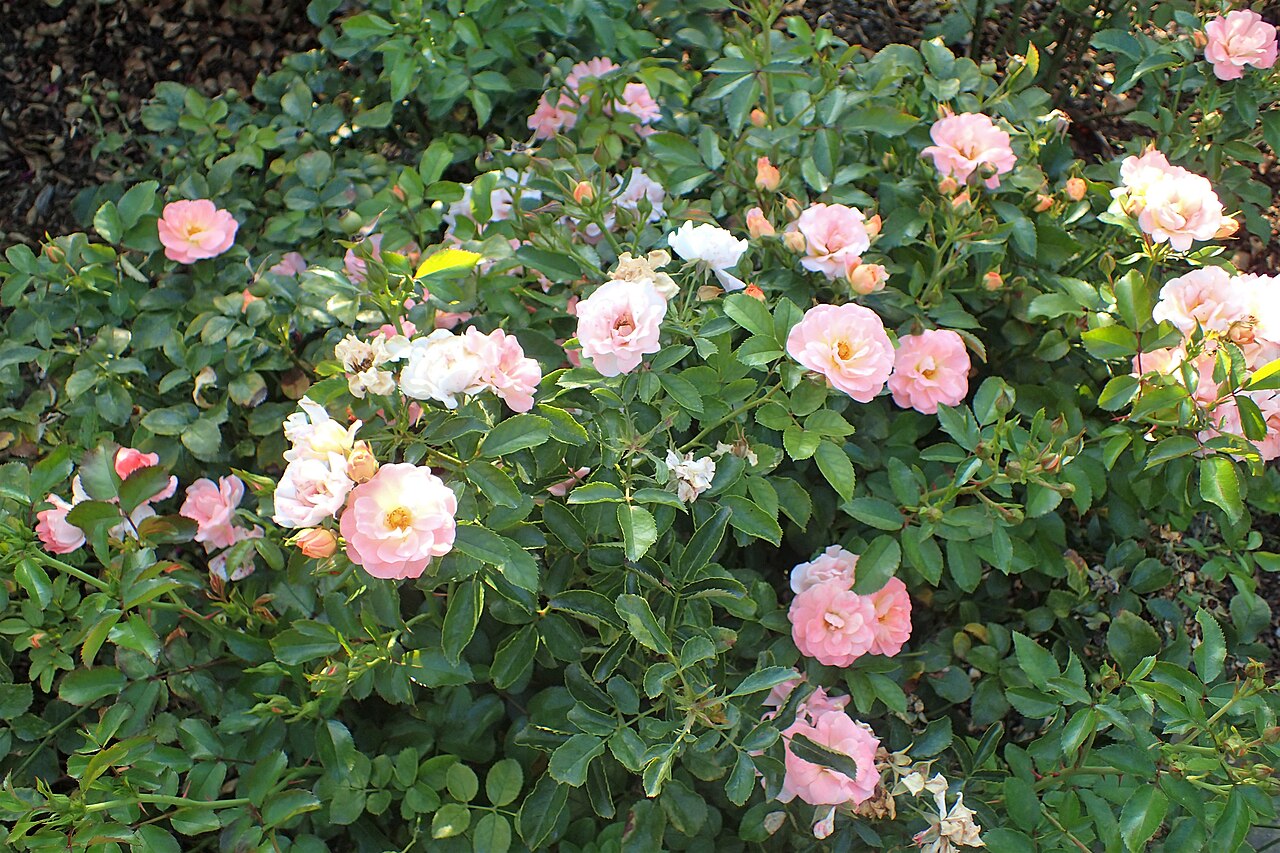 Peach Drift rose in bloom