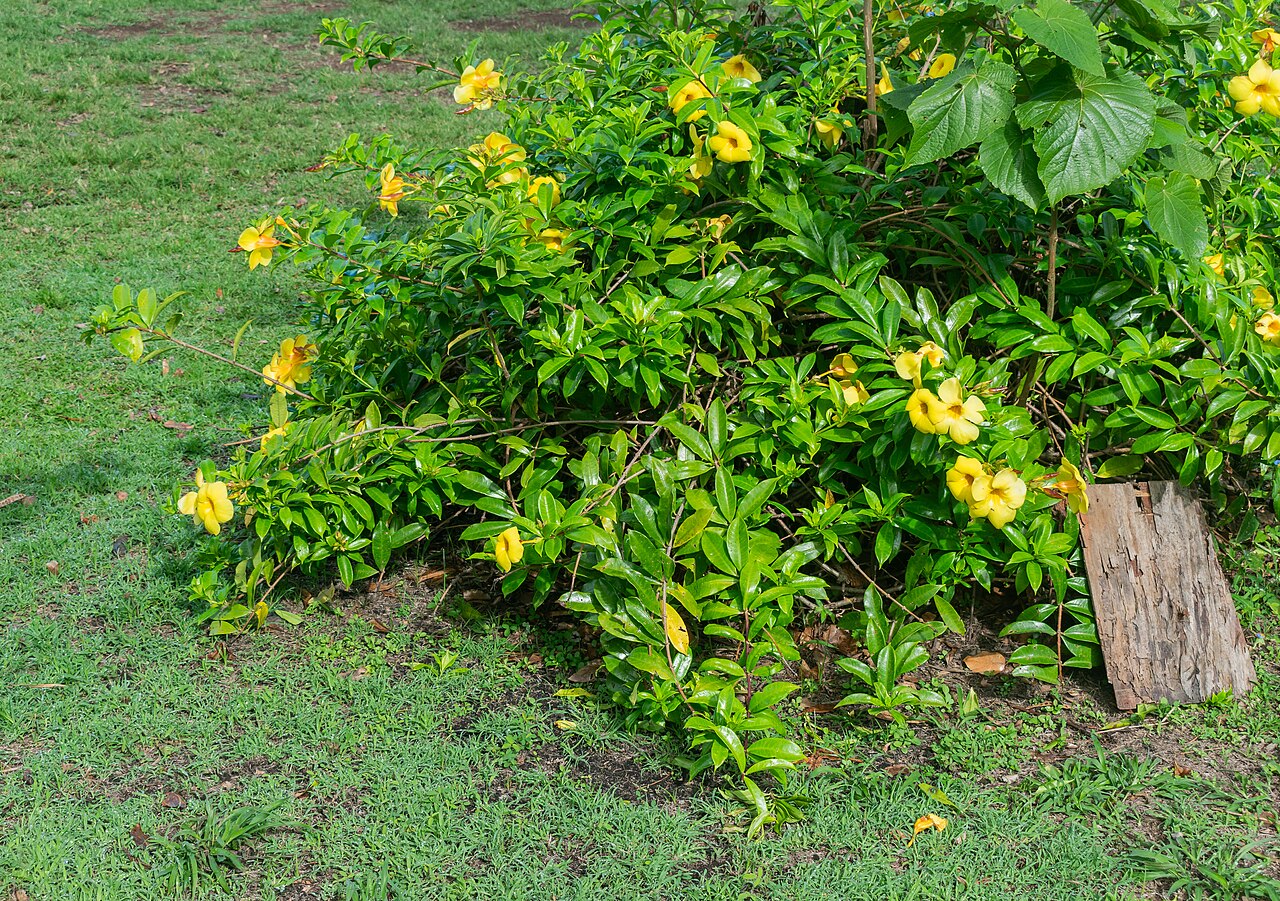 Compact allamanda shrub with yellow flowers