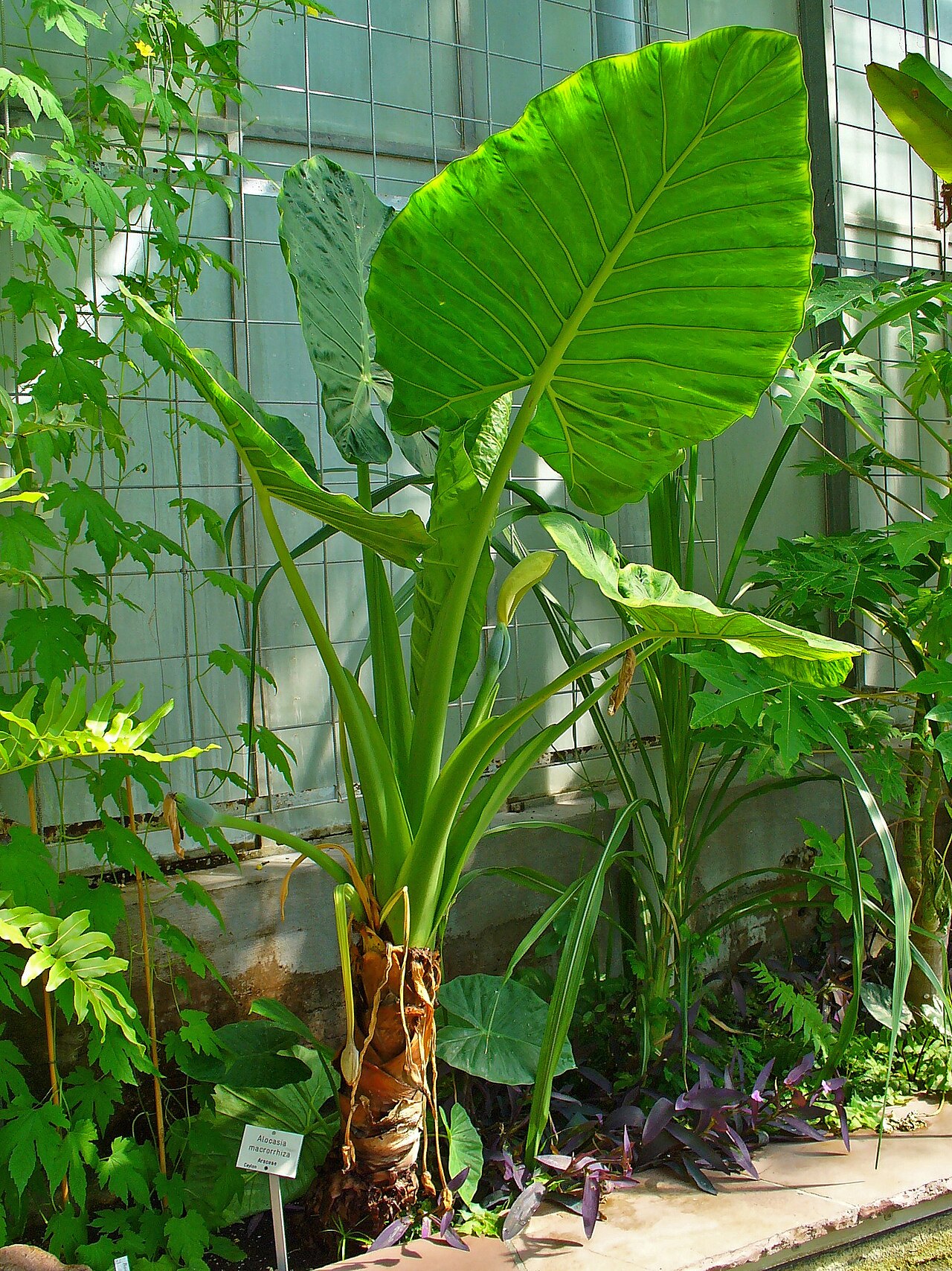Upright Alocasia elephant ear