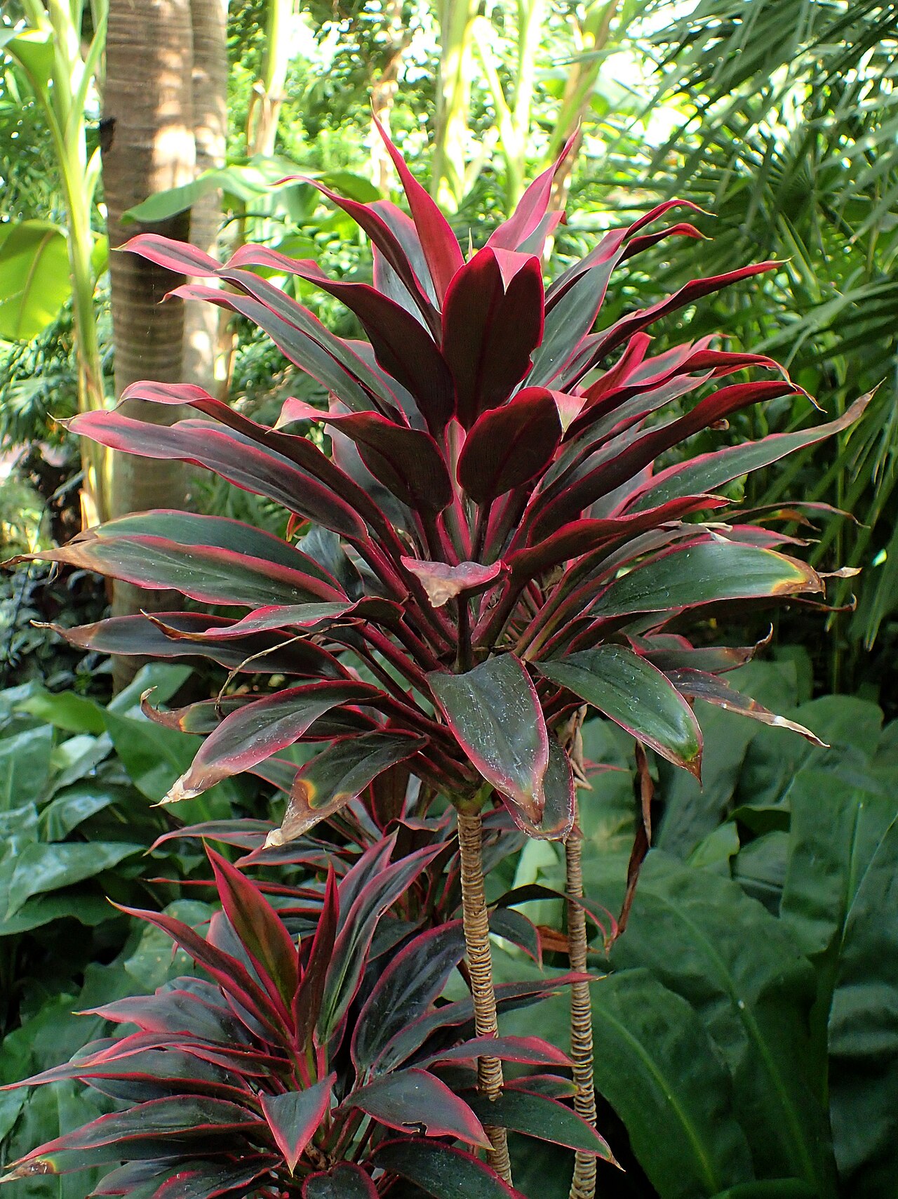 Broad-leaf wine-purple Ti plant (Cordyline fruticosa)