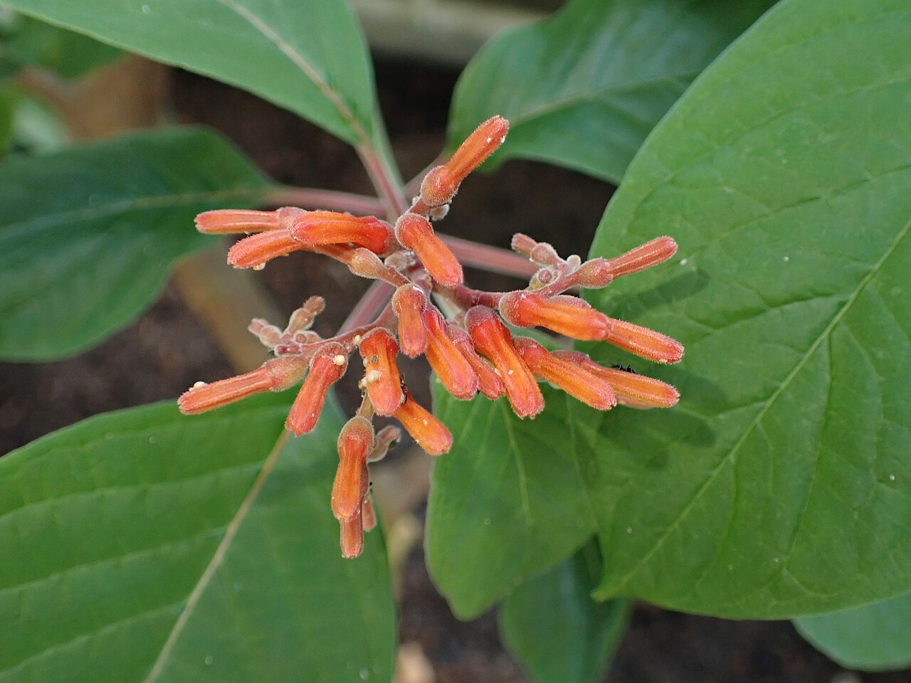Firebush (Hamelia patens) tubular orange-red flowers