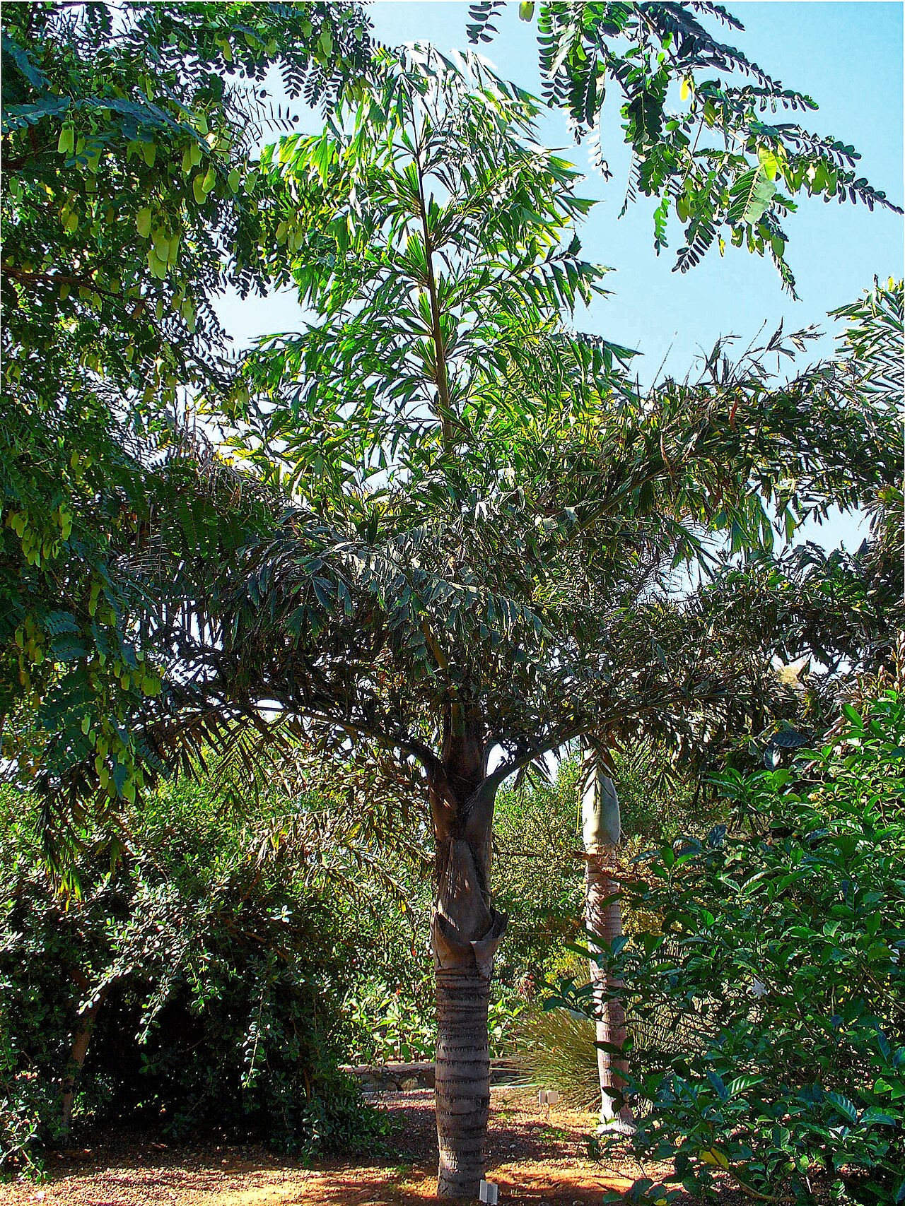 Clustering fishtail palm (Caryota mitis)
