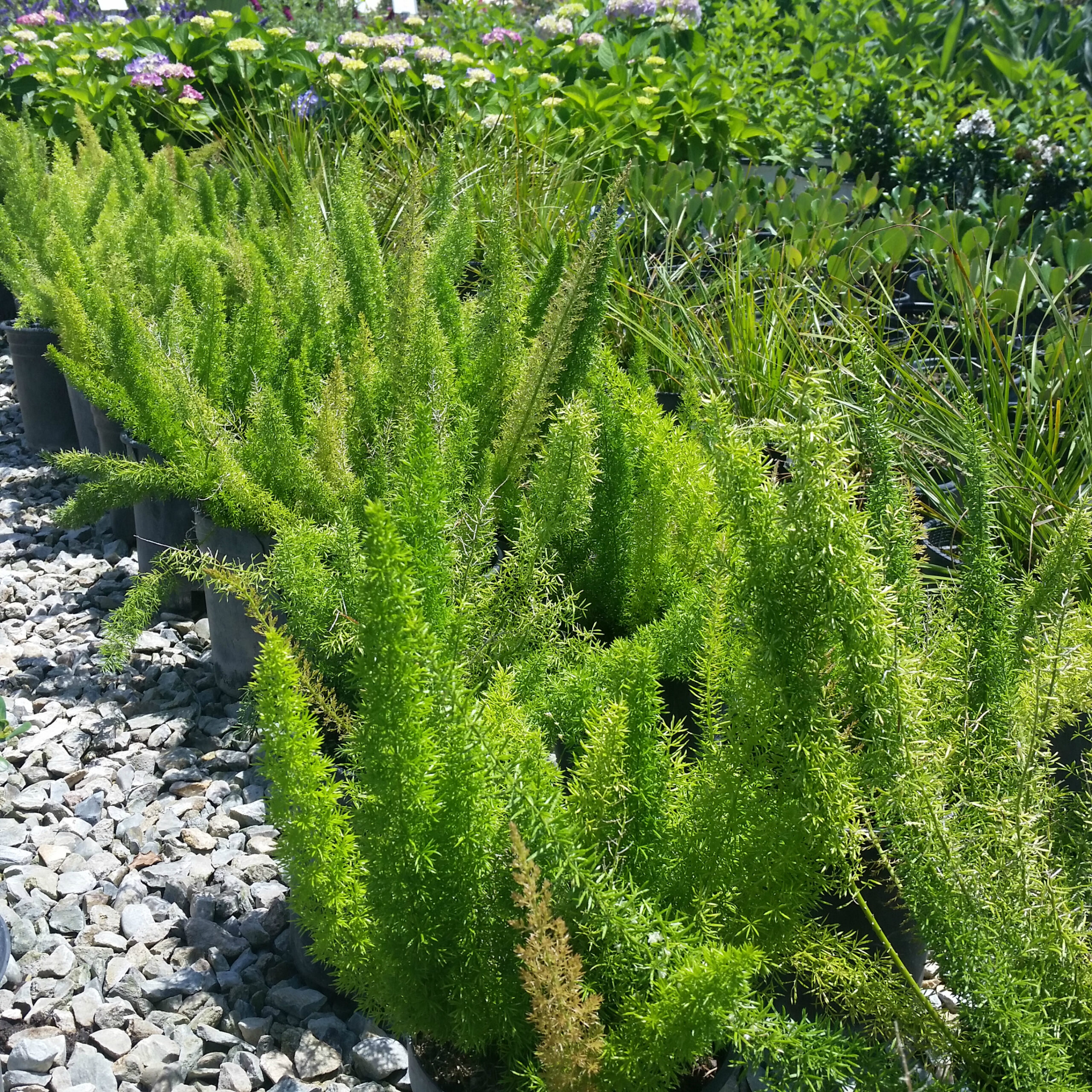 Foxtail fern (Asparagus densiflorus 'Myers')
