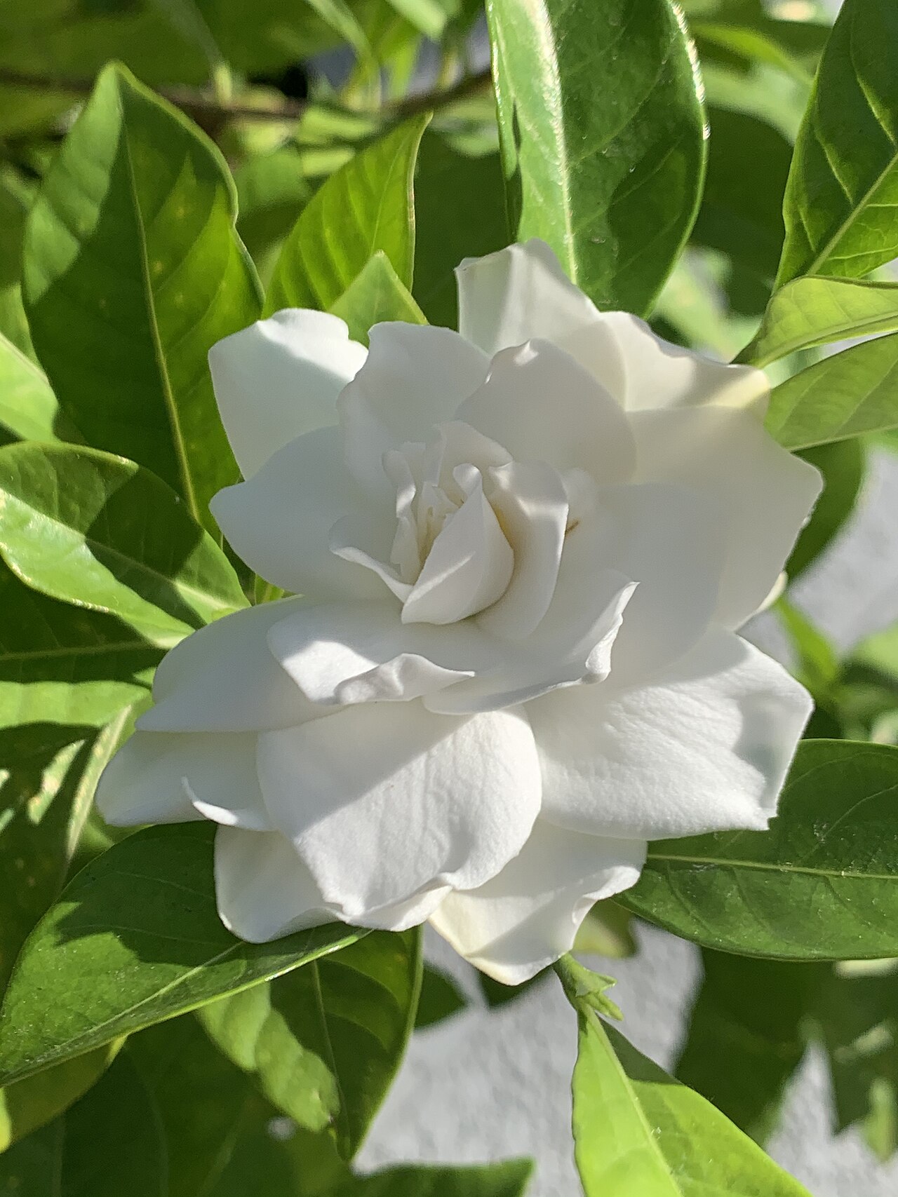 White gardenia (Gardenia jasminoides) flower