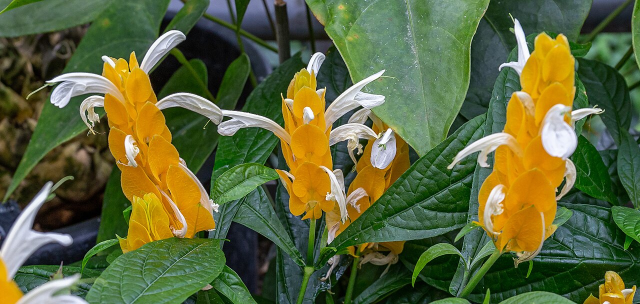 Golden shrimp plant (Pachystachys lutea) blooms