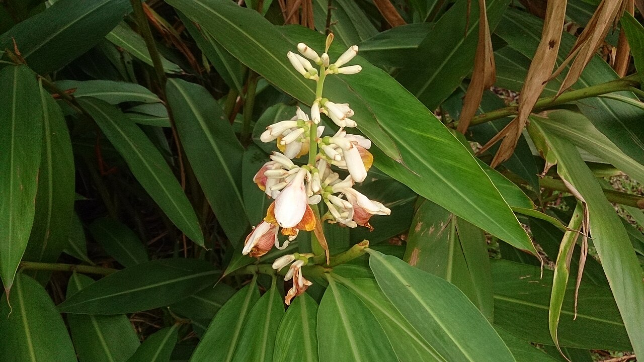 Shell ginger (Alpinia zerumbet) flowers