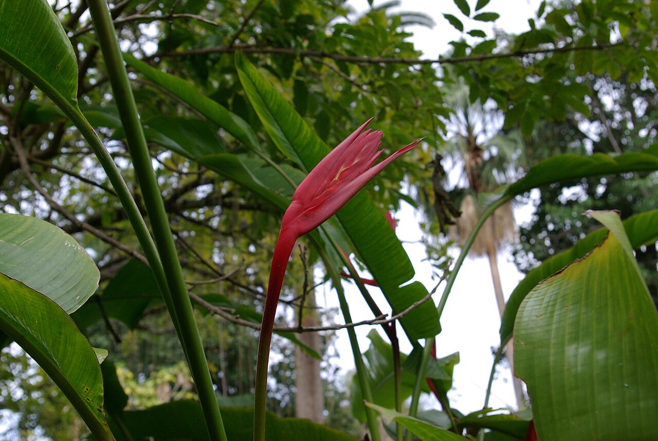 Heliconia schiedeana red bract