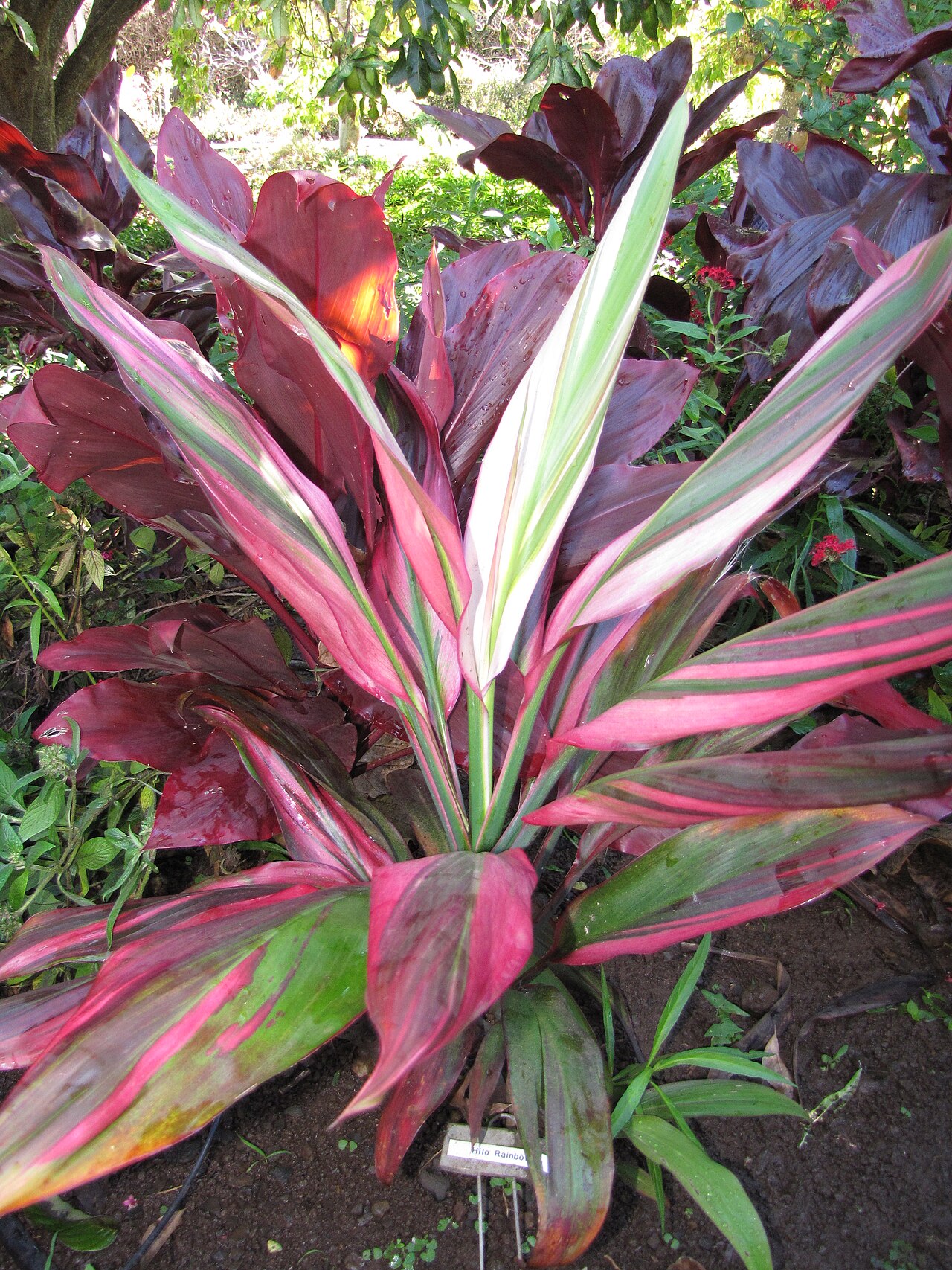 Variegated Ti plant with pink, cream and green leaves