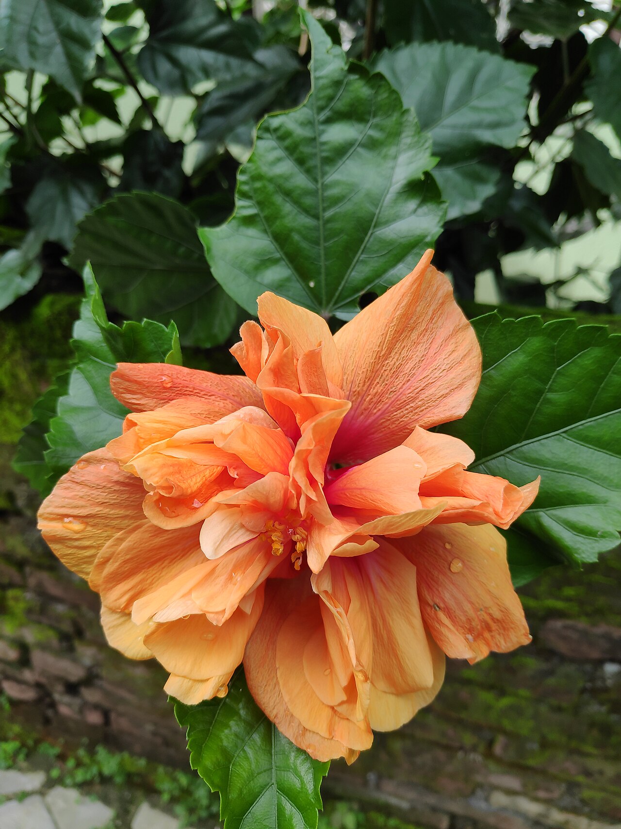 Double peach hibiscus flower