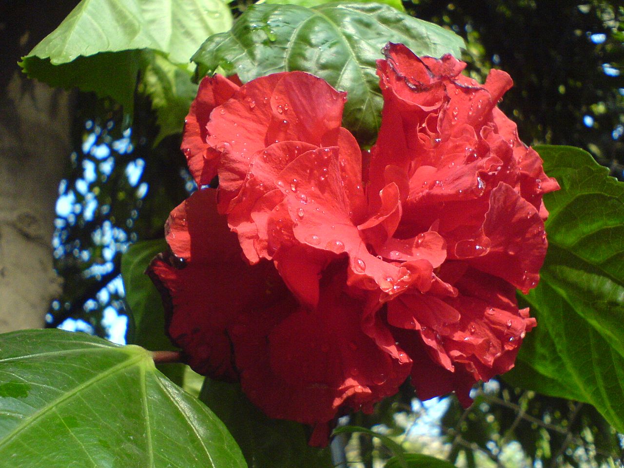 Double red hibiscus flower