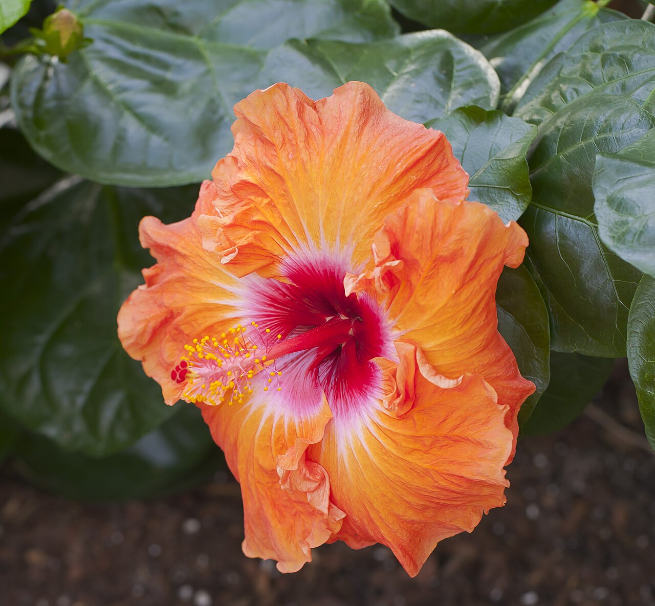 Orange hibiscus flower with a pink center