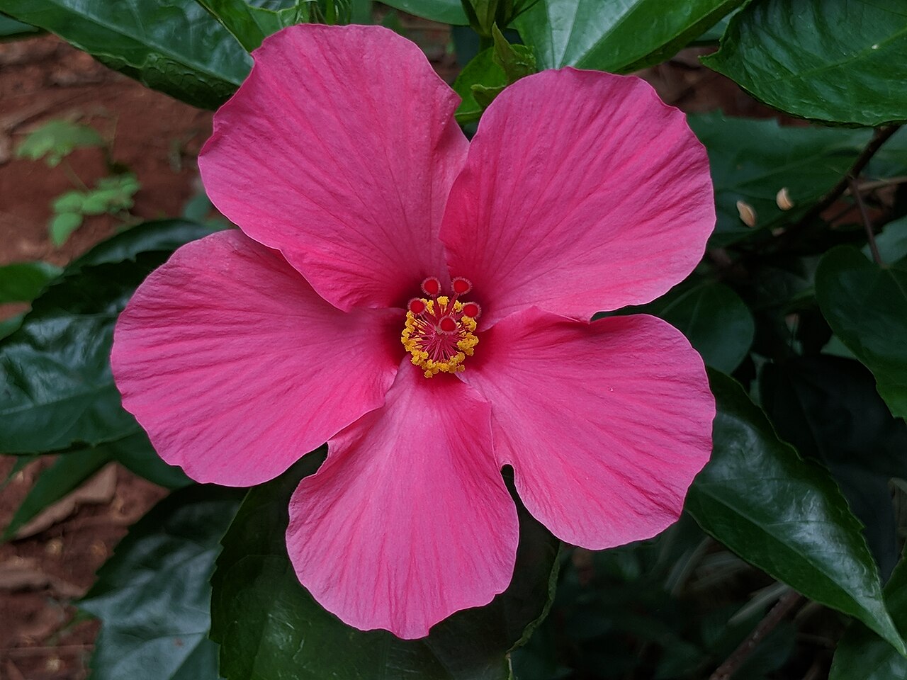 Single pink hibiscus flower