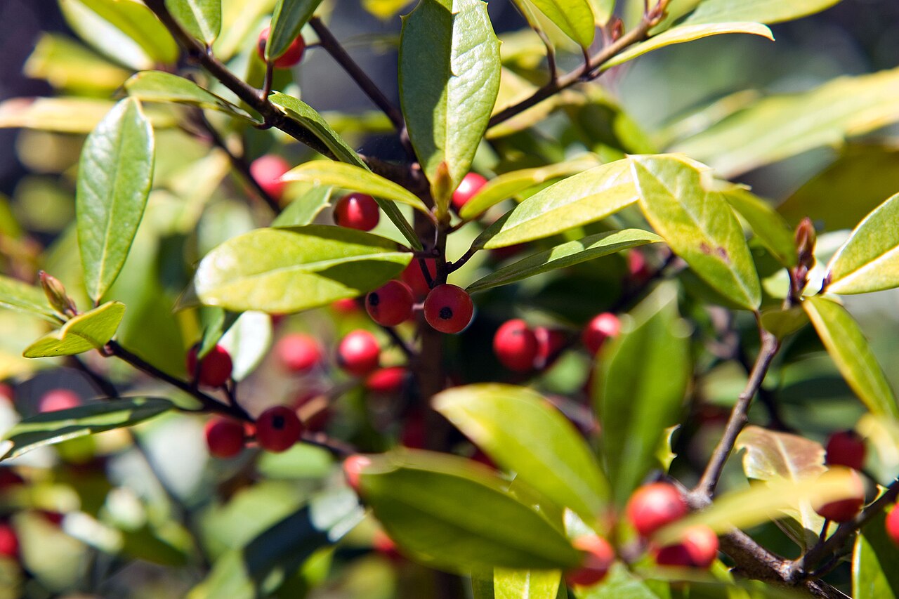 Holly (Ilex x attenuata) with red berries