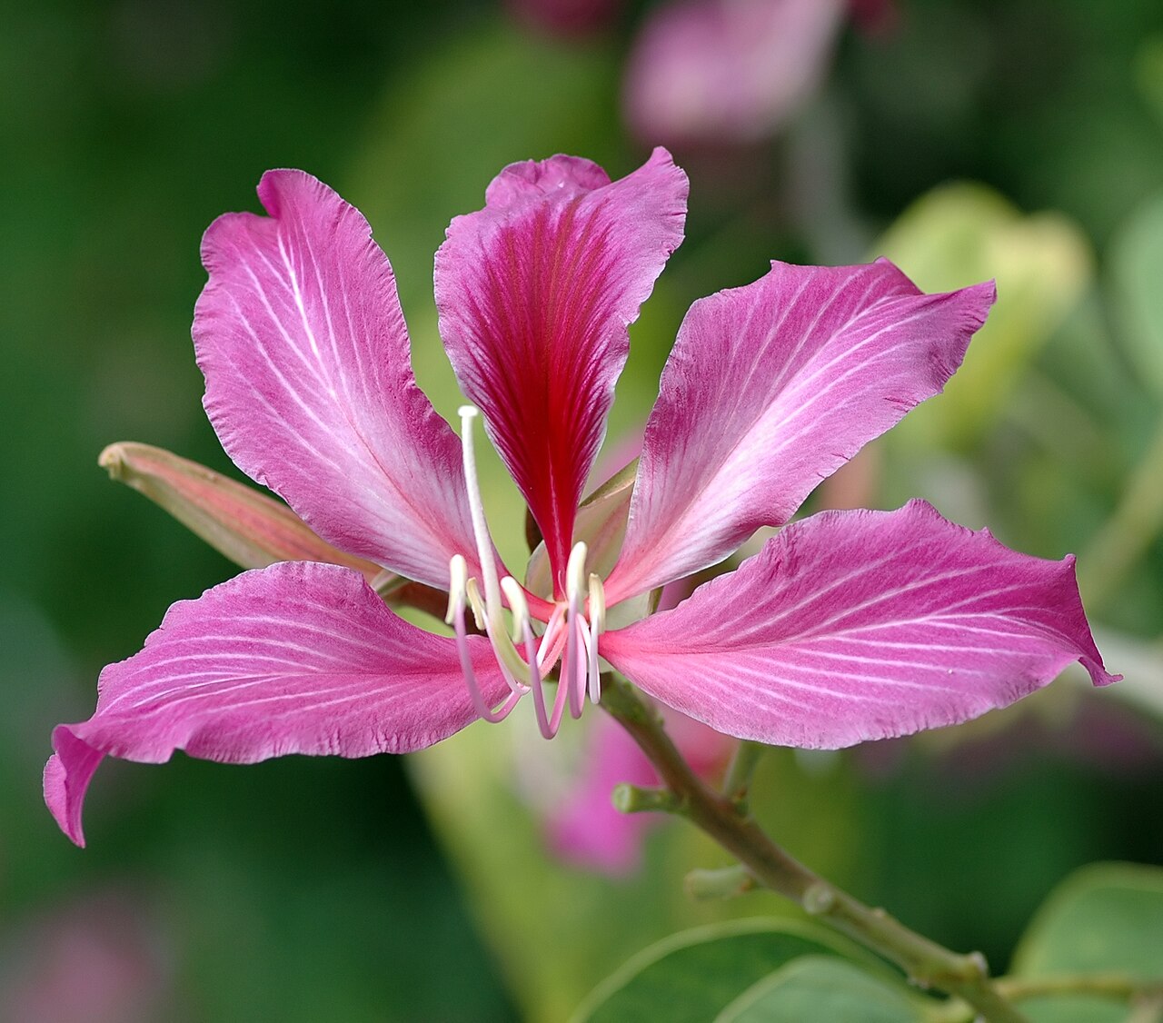 Hong Kong orchid tree flower in Key West