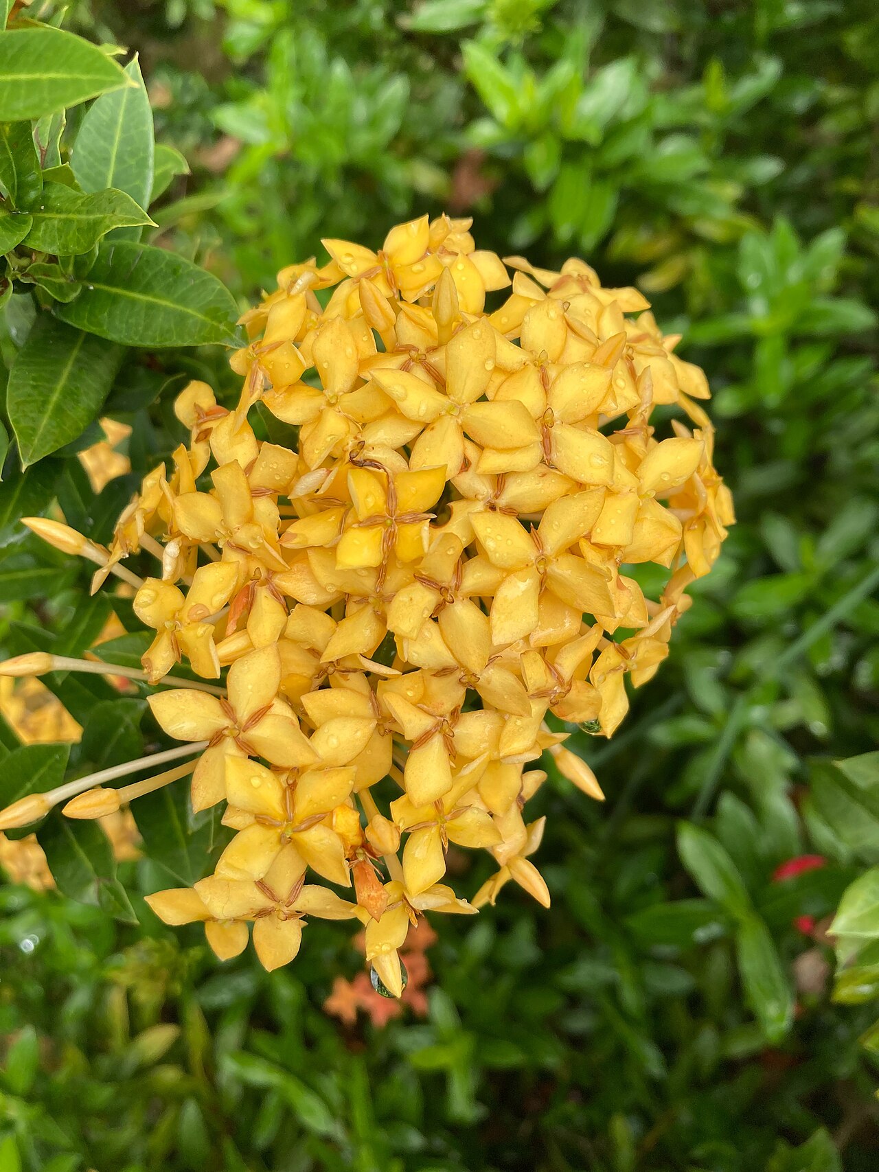 Yellow ixora flower cluster