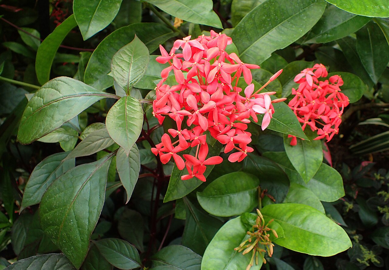 Ixora 'Nora Grant' flower clusters