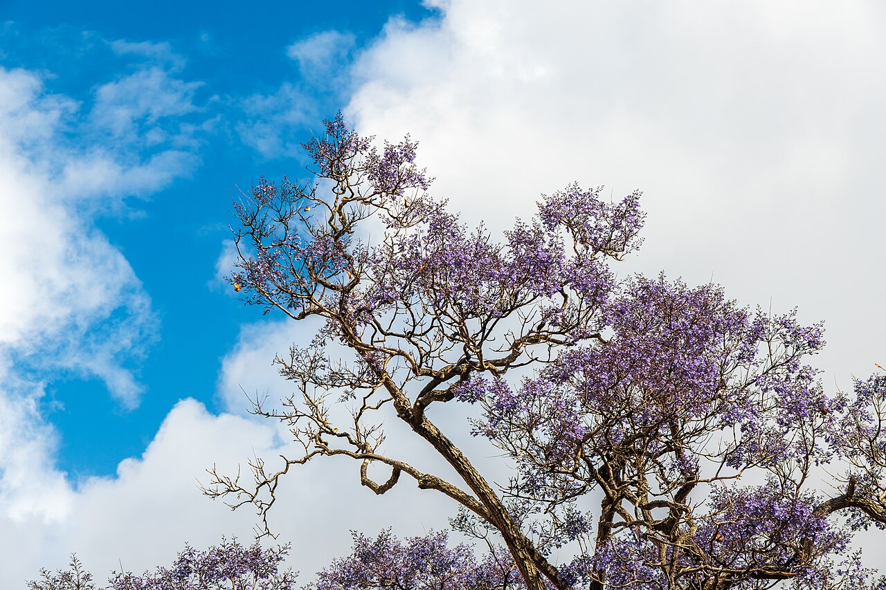 Jacaranda tree covered in purple blooms