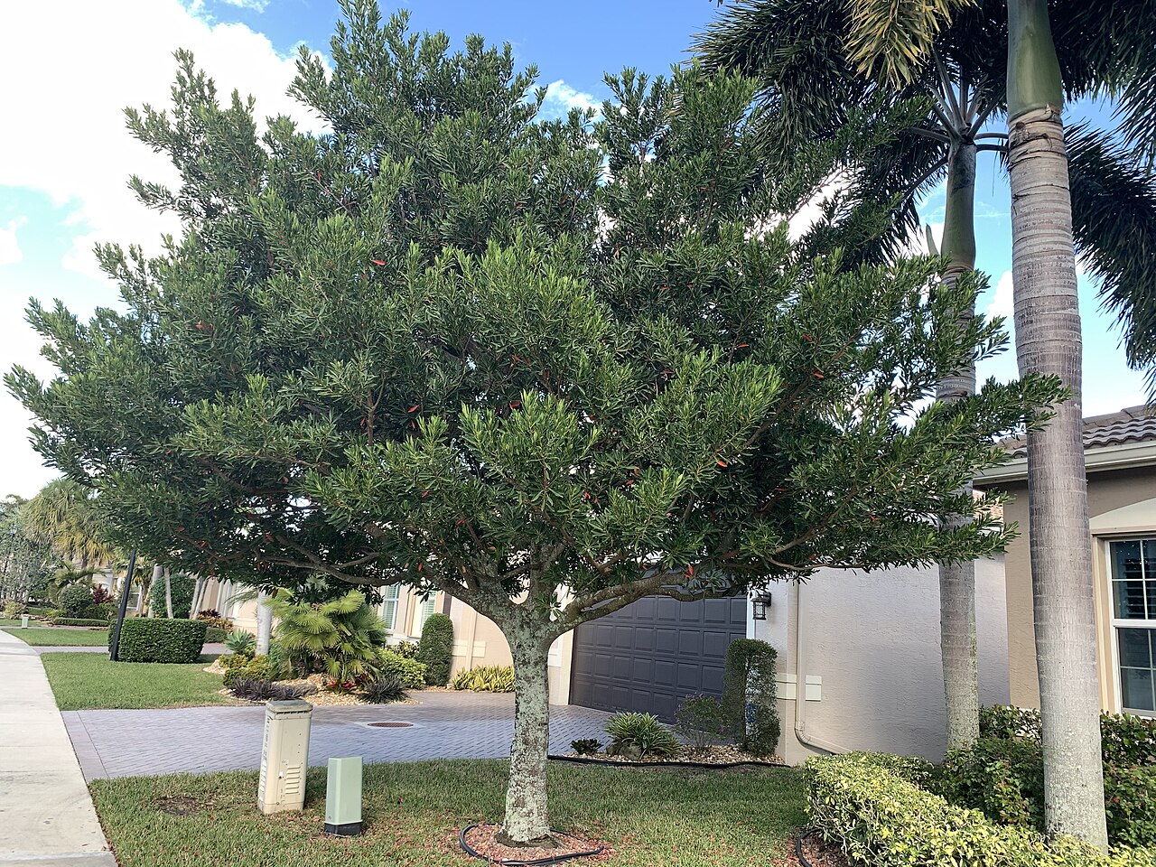 Japanese blueberry tree in a Florida landscape
