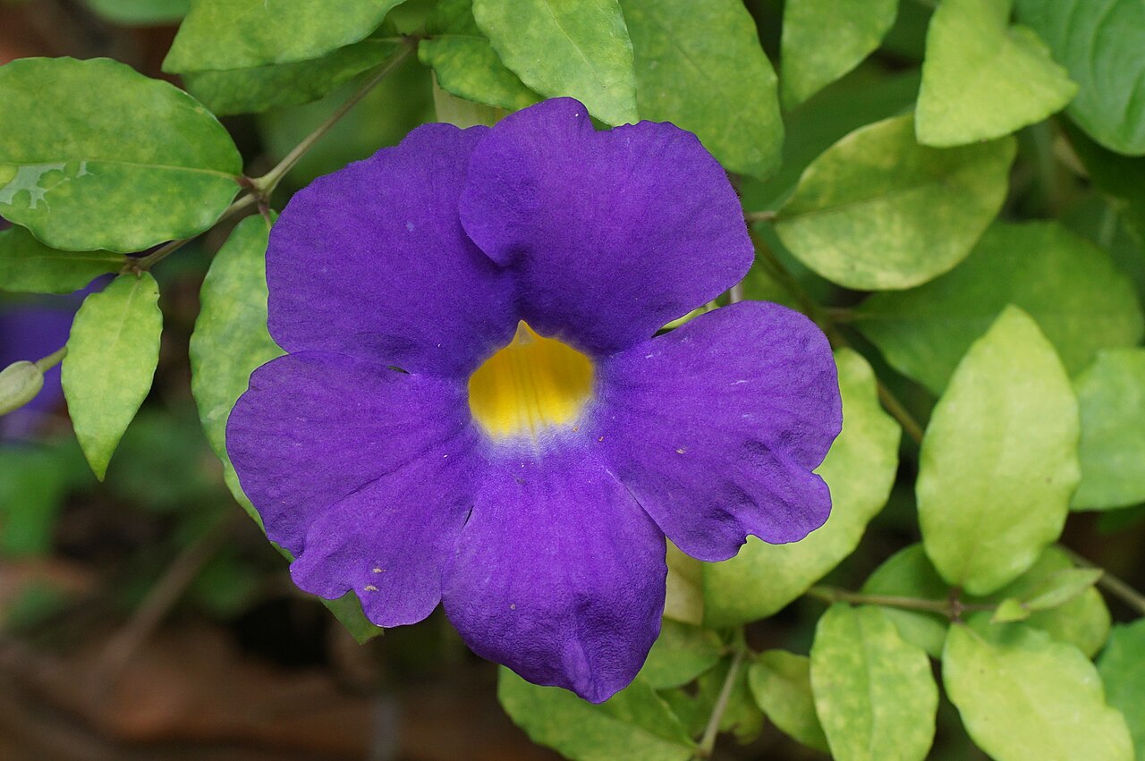 King's mantle (Thunbergia erecta) purple flower