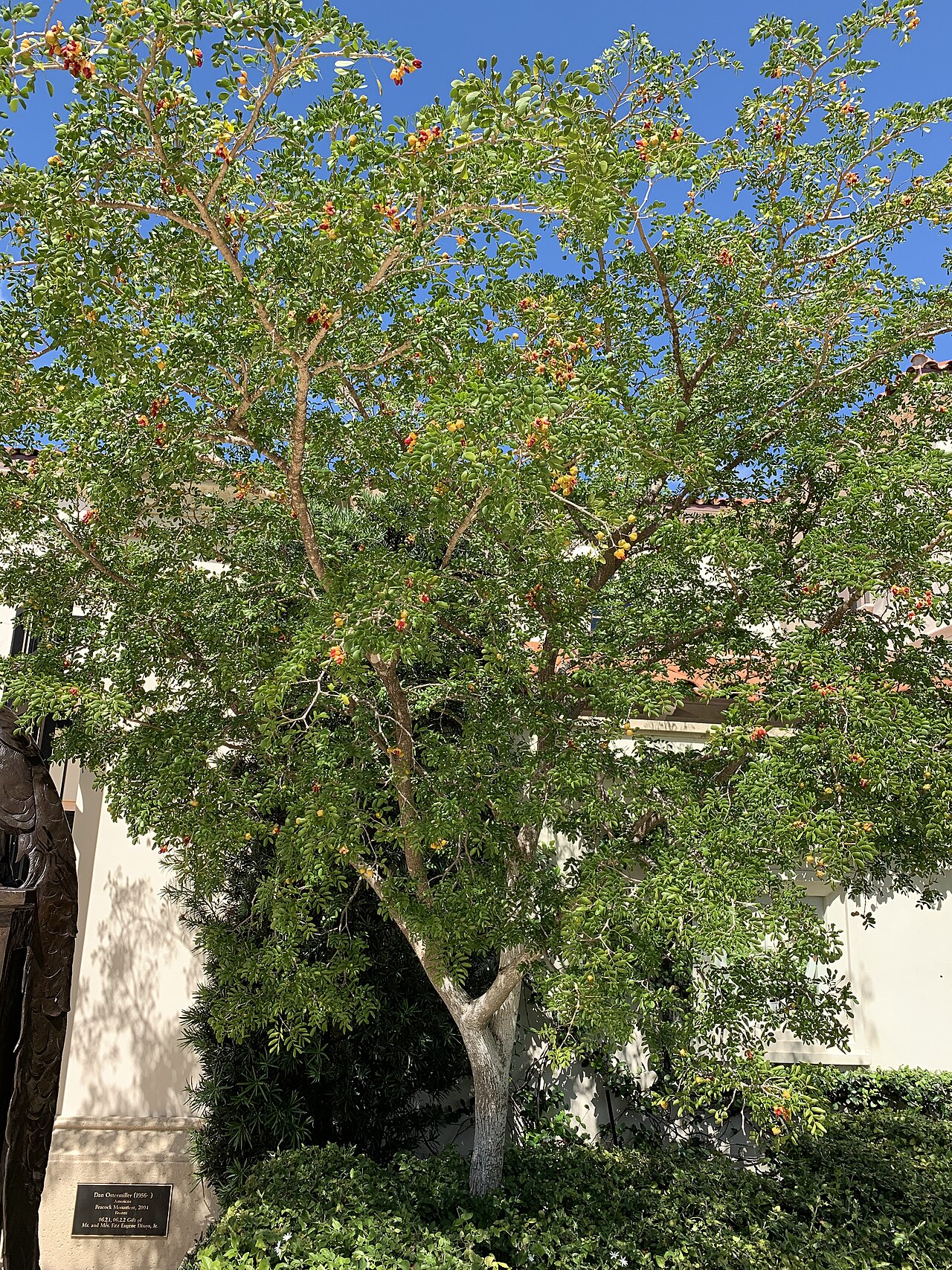 Lignum vitae tree (Guaiacum sanctum)