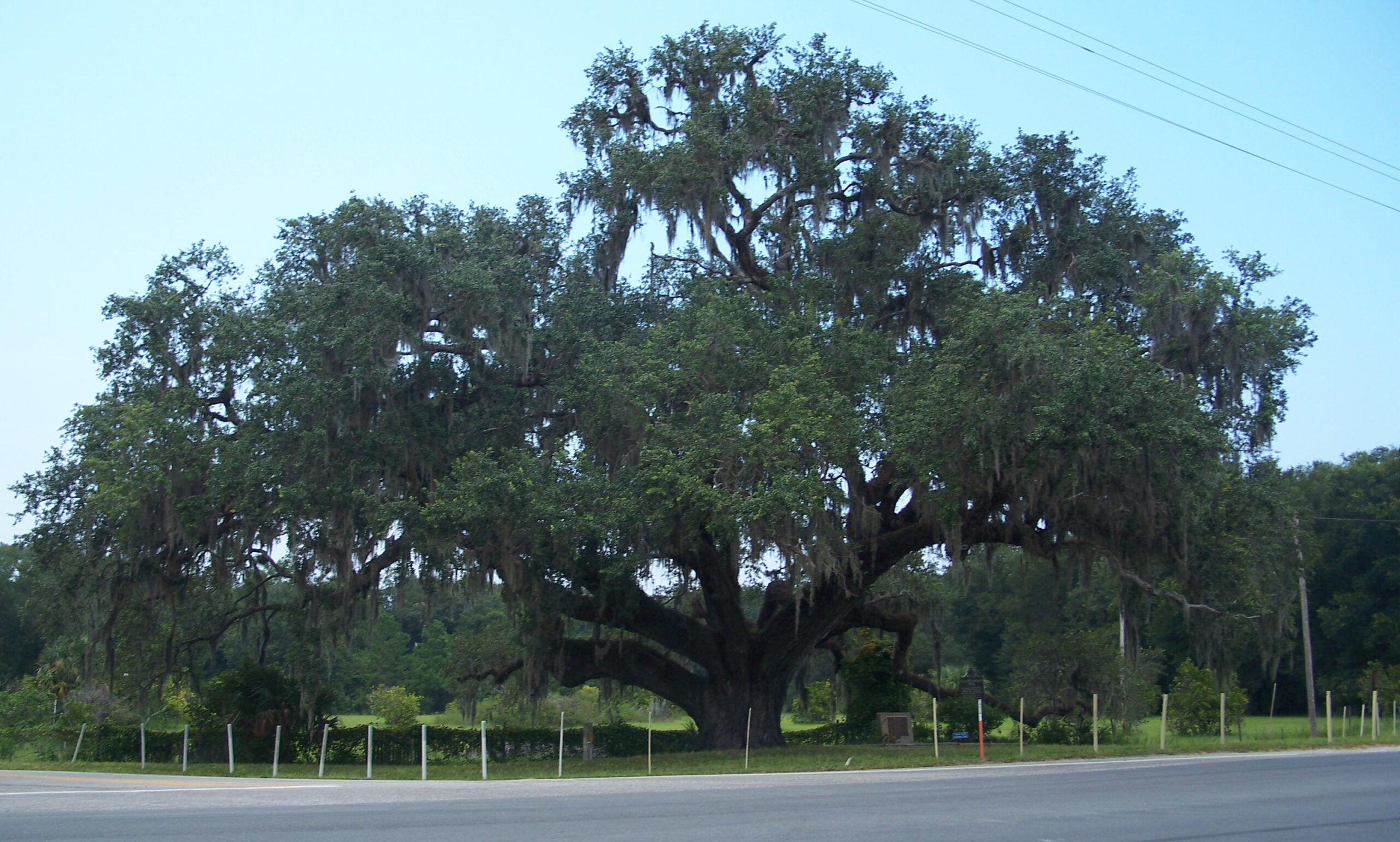 Live oak tree (Quercus virginiana)