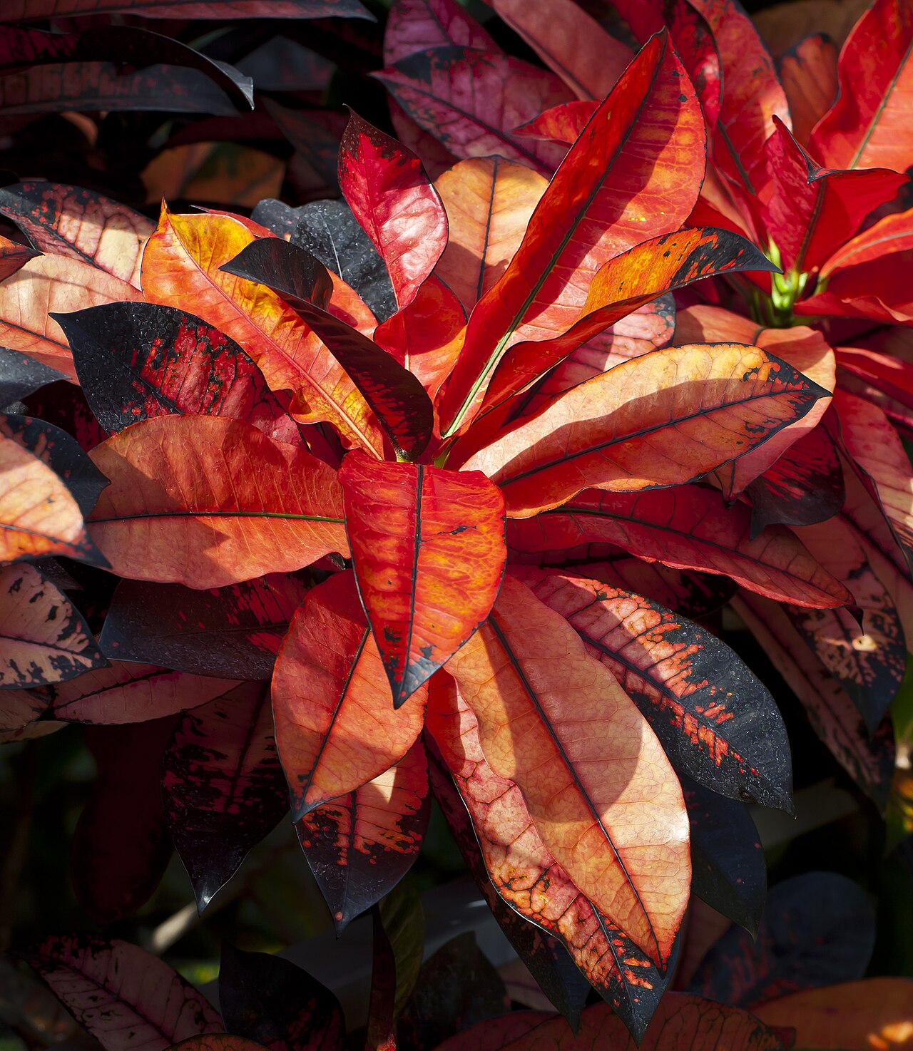 Colorful croton foliage in red, orange and yellow