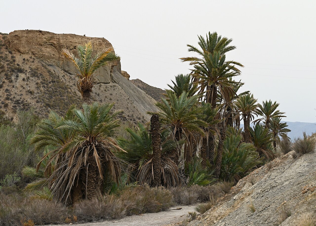 Date palms (Phoenix dactylifera)