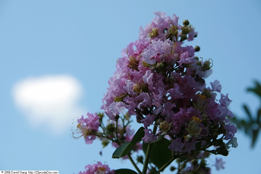 Lavender blooms of Muskogee crape myrtle