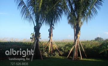 New Coconut Palm Tree