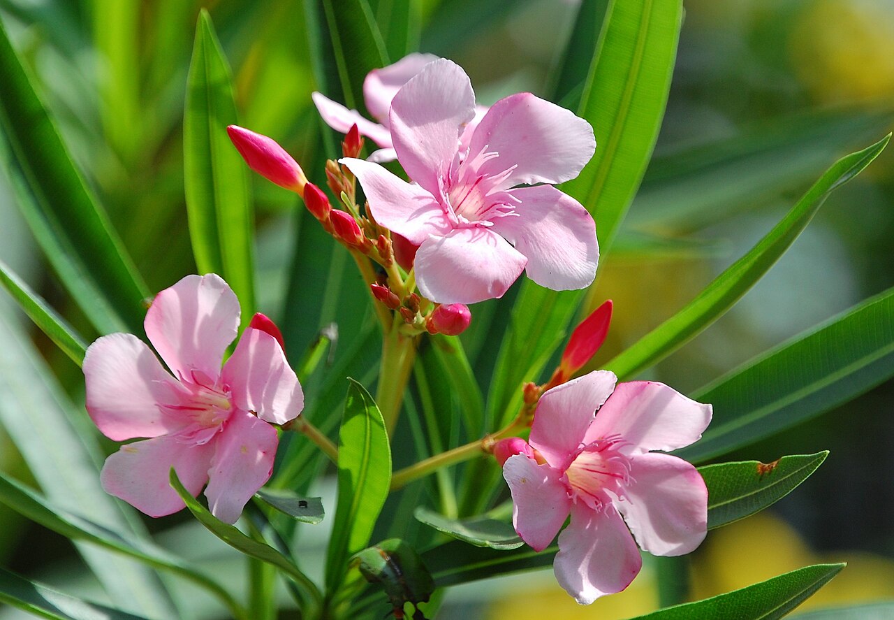 Pink oleander (Nerium oleander) flowers