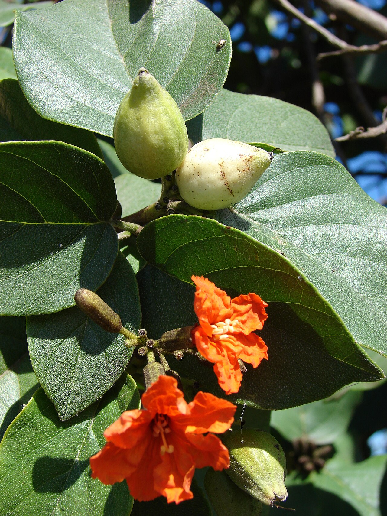 Orange Geiger tree (Cordia sebestena) flowers