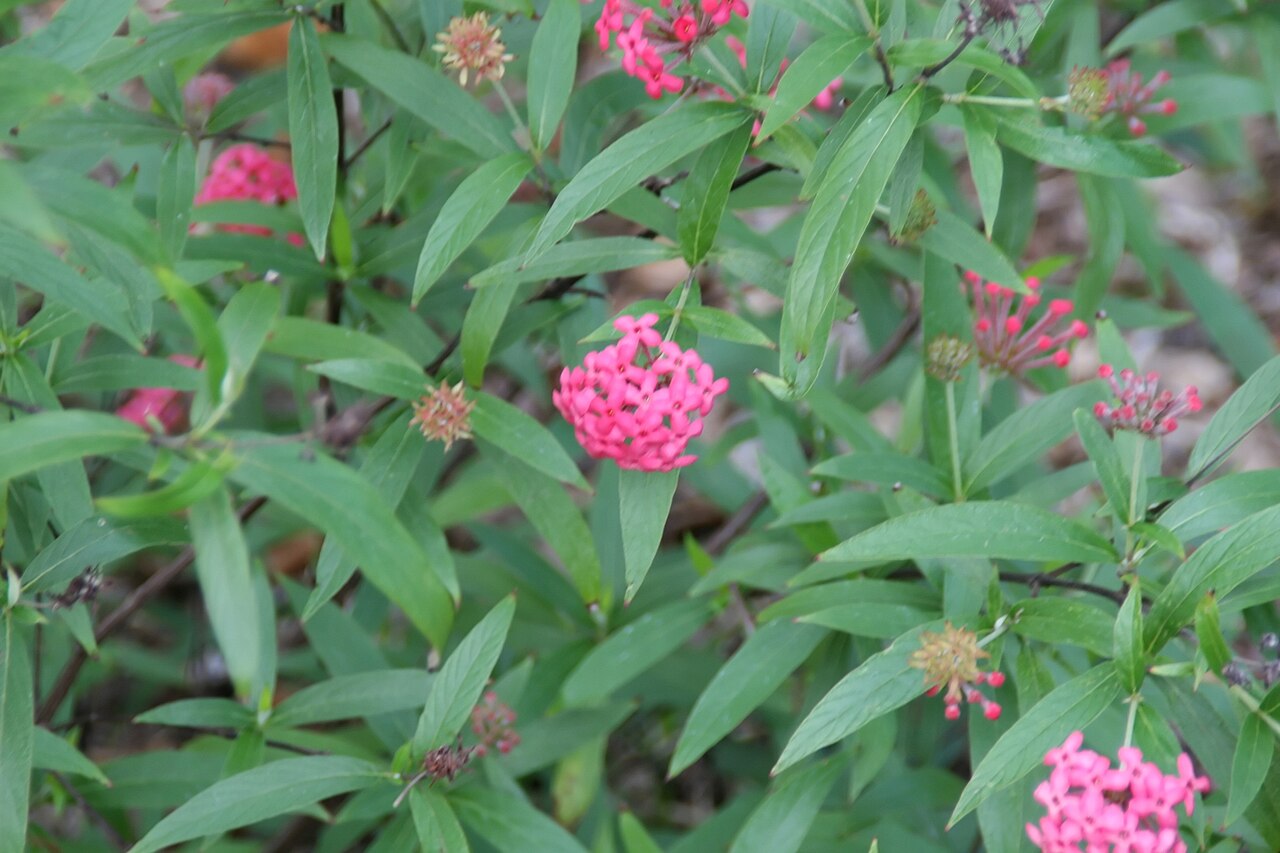 Panama rose (Rondeletia leucophylla) pink flower clusters