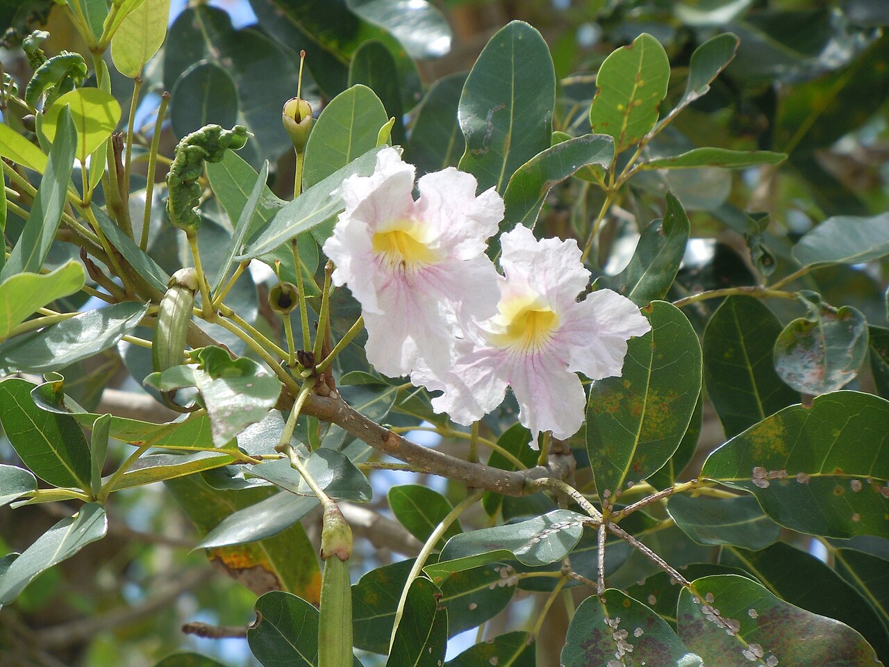 Pink trumpet tree (Tabebuia heterophylla) flowers