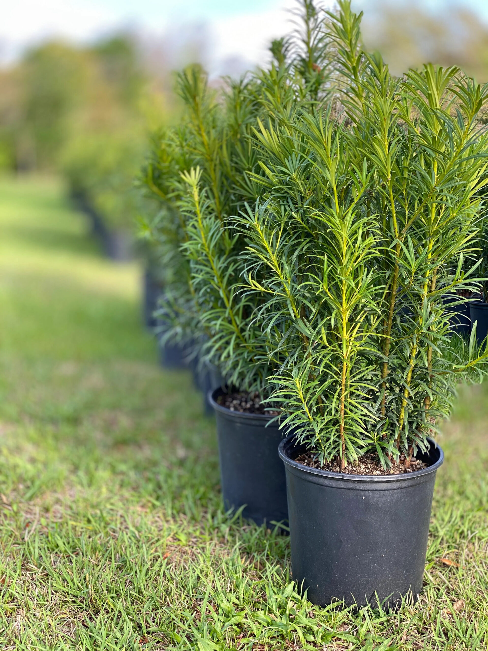 Podocarpus 'Maki' hedge