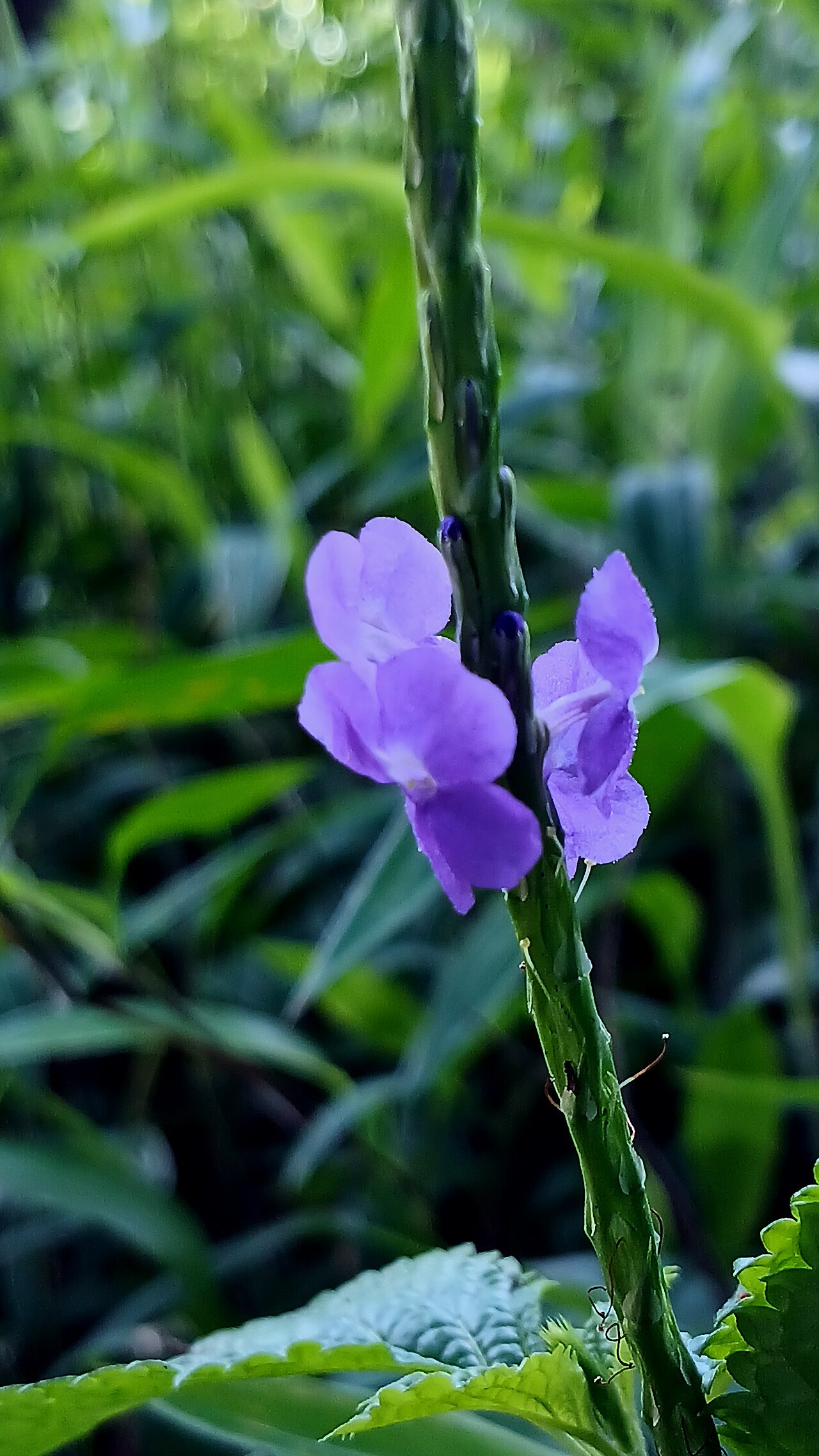 Blue porterweed flower spike