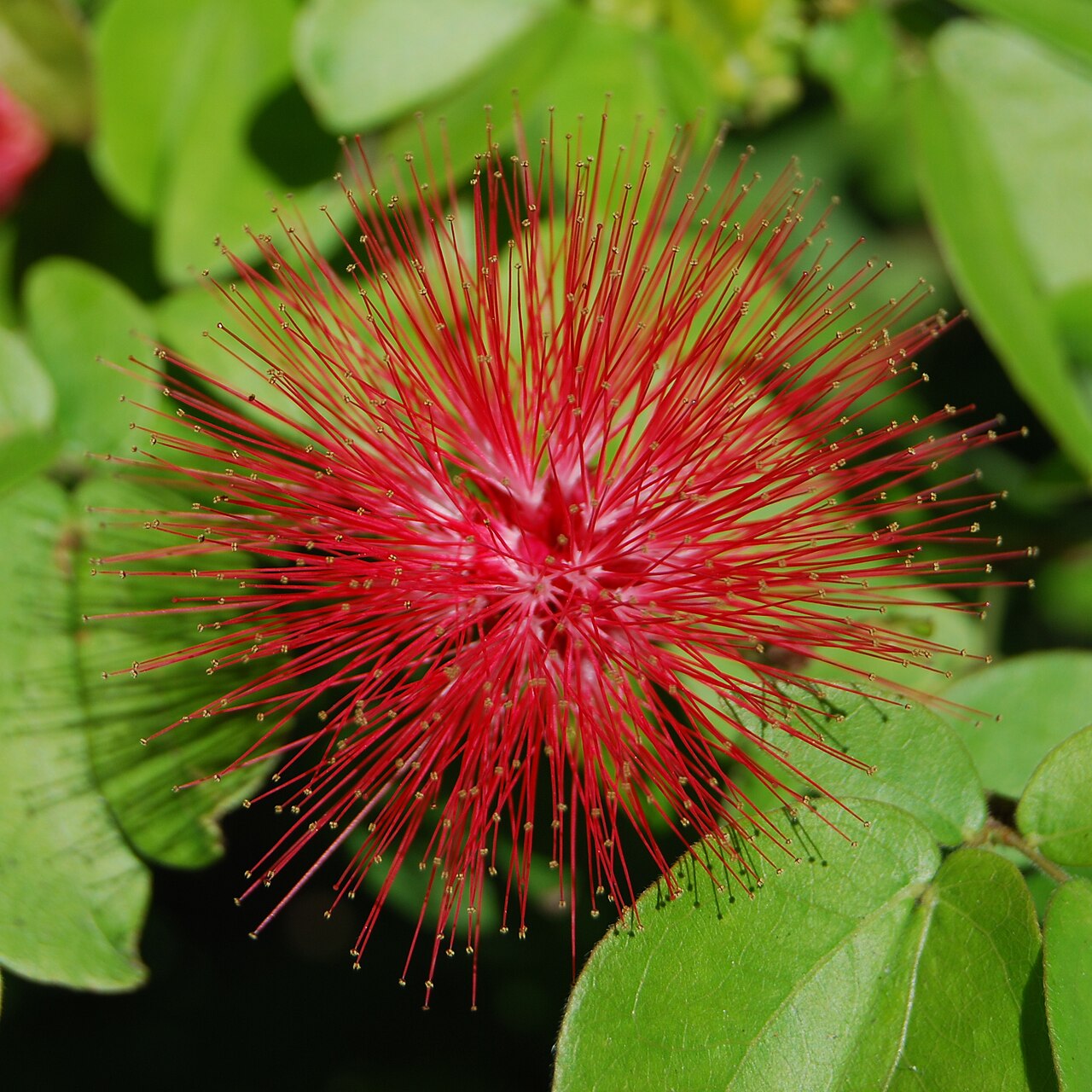 Red powderpuff (Calliandra emarginata) flower